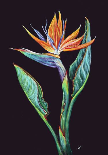 Strelitzia Bird of Paradise Tropical plant  Original Art. thumb