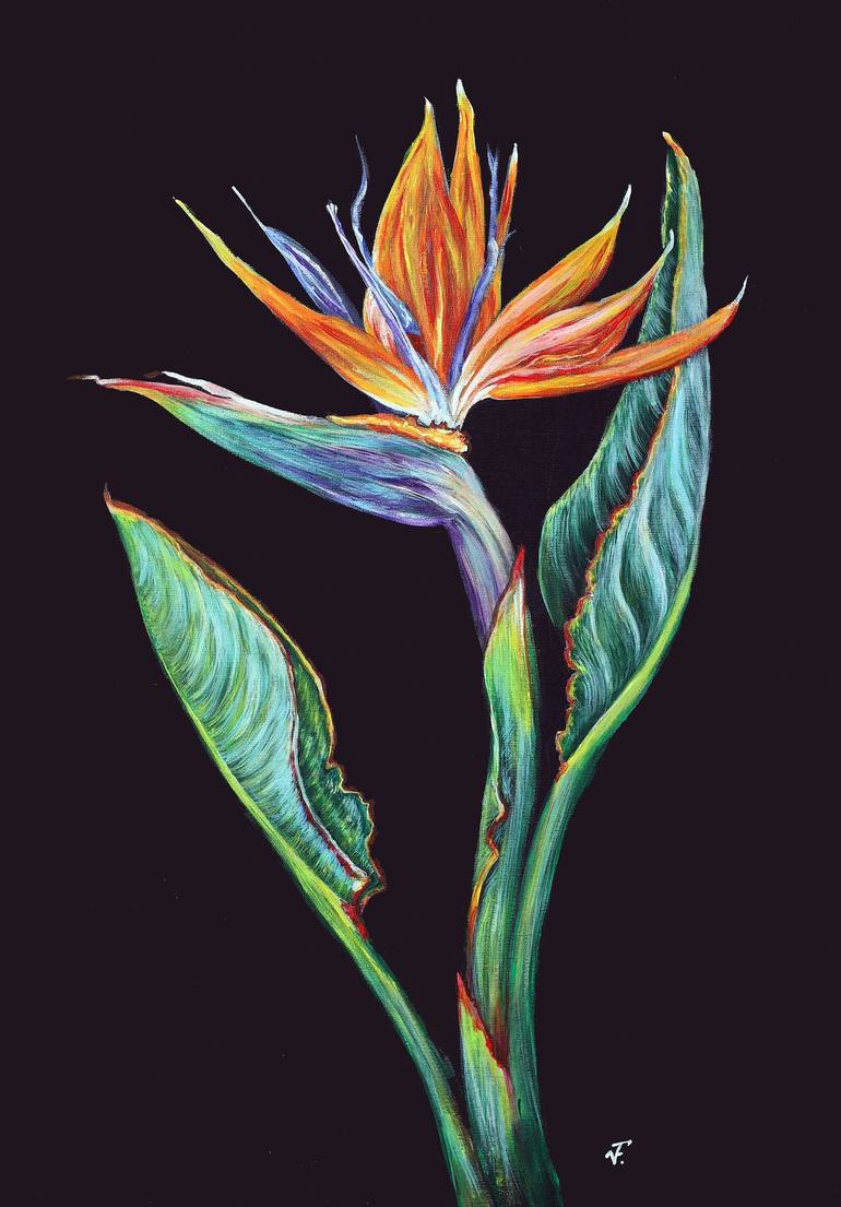 frydek variegata Alocasia 'Frydek' Variegata main image 0