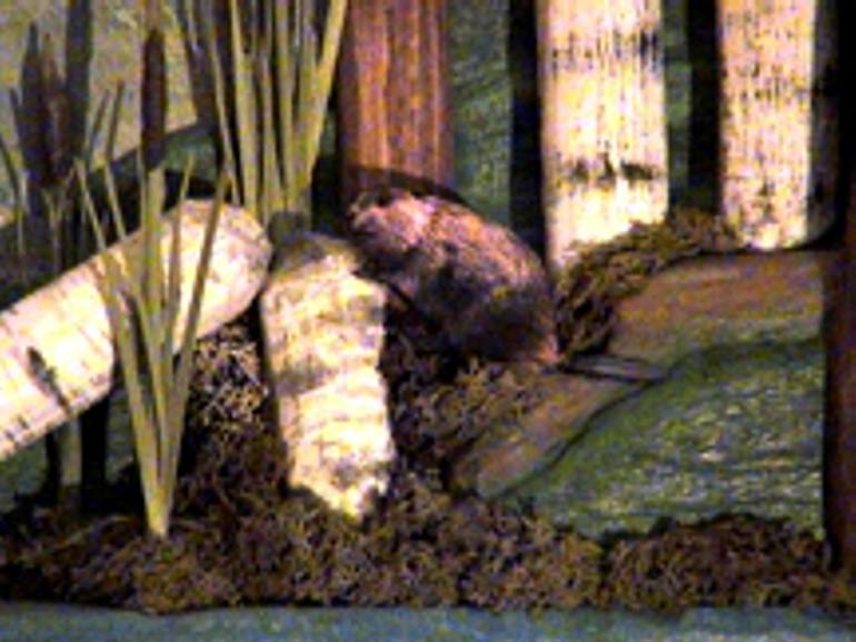 Original Folk Nature Mixed Media by Ron Proulx