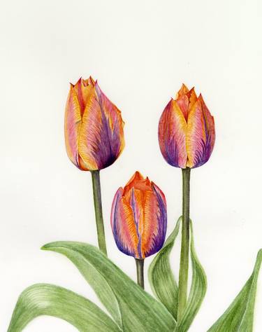 Print of Botanic Paintings by Fiona Kane