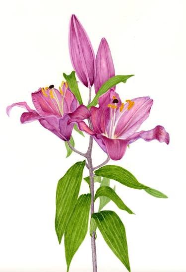 Original Fine Art Botanic Paintings by Fiona Kane