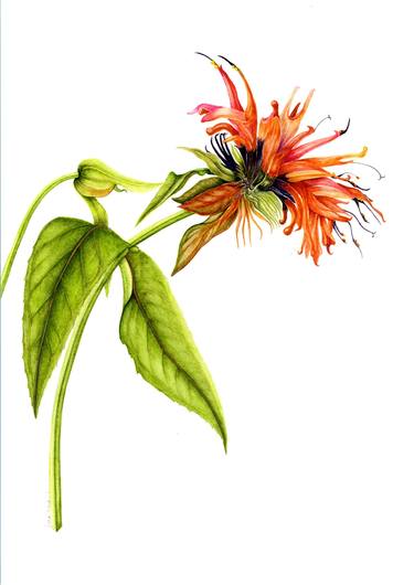 Original Botanic Paintings by Fiona Kane