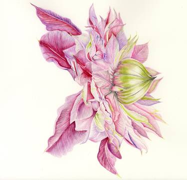 Original Illustration Botanic Paintings by Fiona Kane