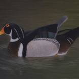 The Wood Duck by Tee Rose
