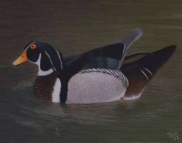 The Wood Duck thumb