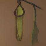The Pitcher Plant by Tee Rose