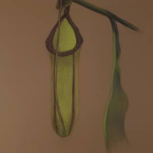 The Pitcher Plant