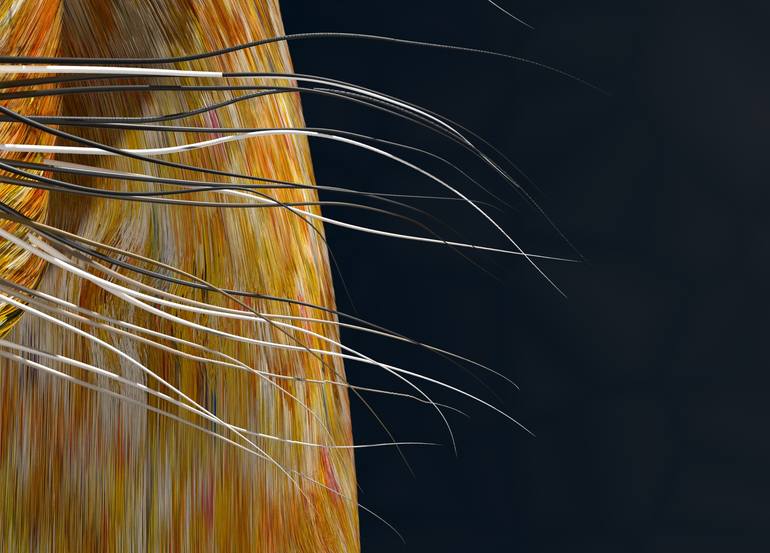 Original Digital Art Animal Digital by Timothy Mcgill