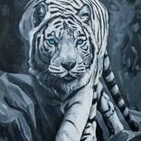 Collection TIGERs new year 2022 ТИГРЫ Новый год 2022