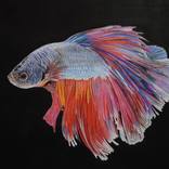 Collection New This Week 02-02-2026