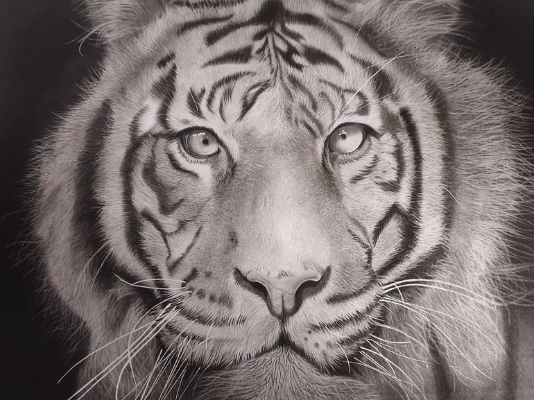 pencil drawing of a tiger face