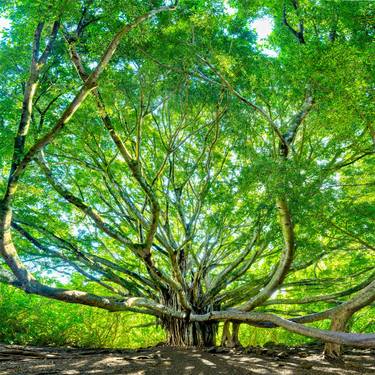 Original Tree Photography by Cody Roberts