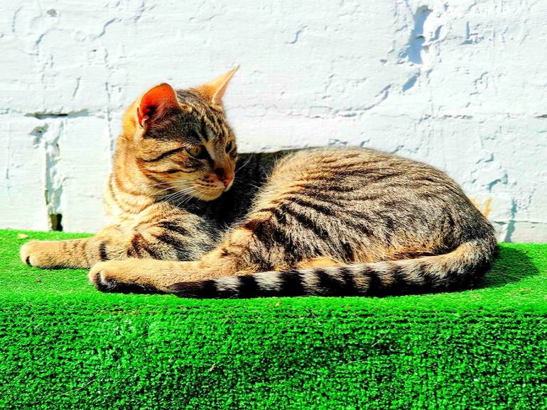 View in a Room Artwork