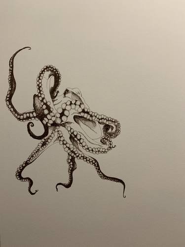 Octopus Study 2 thumb