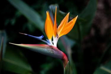 Color of Strelitzia - Limited Edition of 5 thumb
