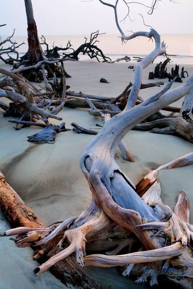 Driftwood Beach thumb