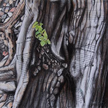 Original Realism Nature Drawings by Tasha Fay