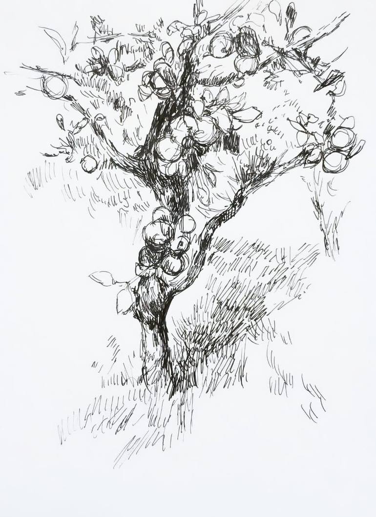 apple tree black and white