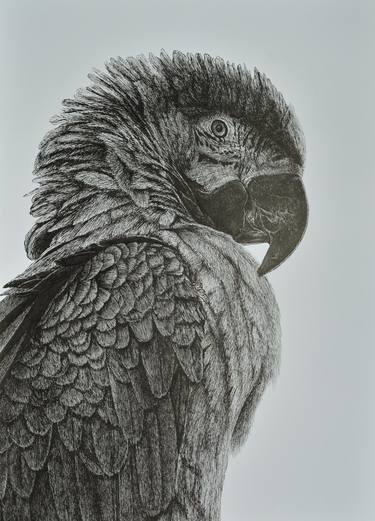 Original Realism Animal Drawings by Tijana Markocevic