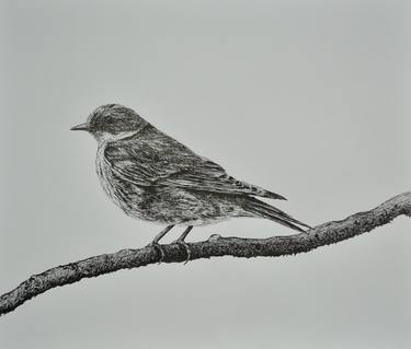 Original Realism Animal Drawings by Tijana Markocevic