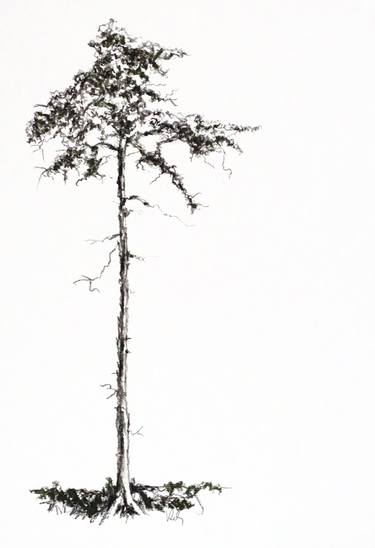 Lonely Pine Tree 14 Charcoal Pencil Drawing thumb