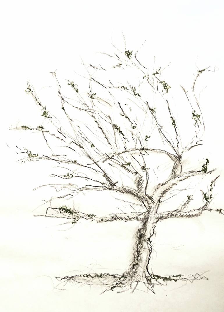 chokecherry tree drawing