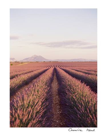 Explore Series: Rolling Lavender thumb