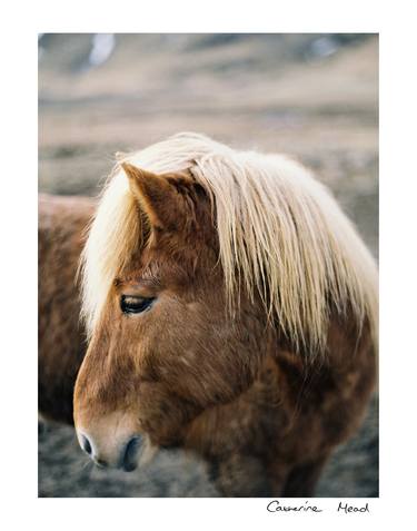 Saatchi Art Artist Catherine Mead; Photography, “Iceland Series: Rugged Grace” #art