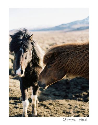 Iceland Series: Together thumb