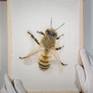 hyperrealistic bee portrait painted on silk