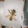 hyperrealistic bee portrait painted on silk