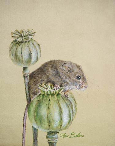 Harvest mouse thumb