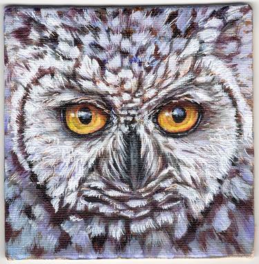 Owl portrait thumb