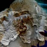 Collection APE IN THOUGHT NFT PRINTS