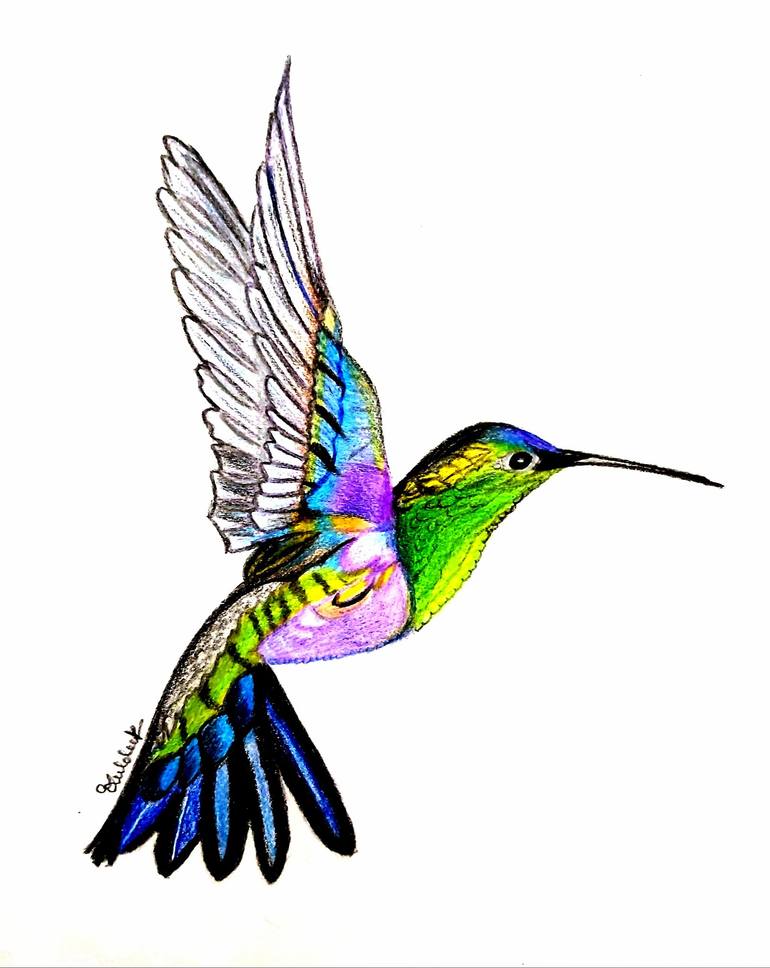 hummingbirds drawings in color