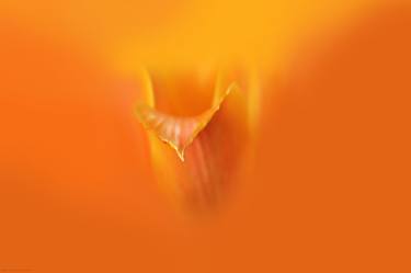 Print of Floral Photography by stefani vile