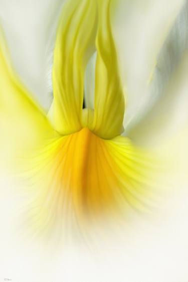 Print of Abstract Floral Photography by stefani vile