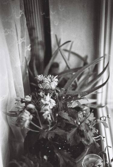 Print of Modern Botanic Photography by Александр Волков