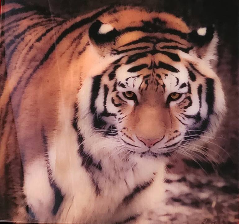 Original Other Animal Mixed Media by Snjezana B