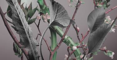 spring botany on a gray background, studio shot, black and white and color plant elements. - Limited Edition of 7 thumb