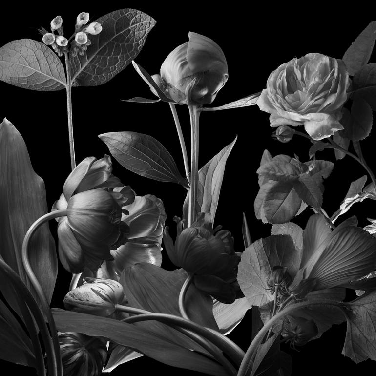 Garden flowers on a black background. Image available for print on canvas  and paper. Art Print