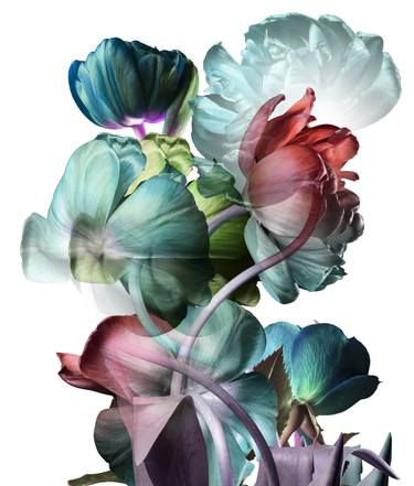 Transparent peonies and tulips. thumb