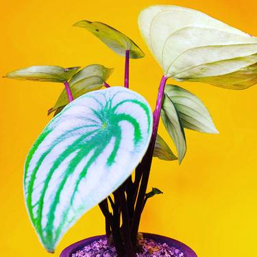 Original Contemporary Botanic Photography by Leny Behar