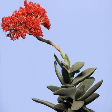 Crassula falcata thumb