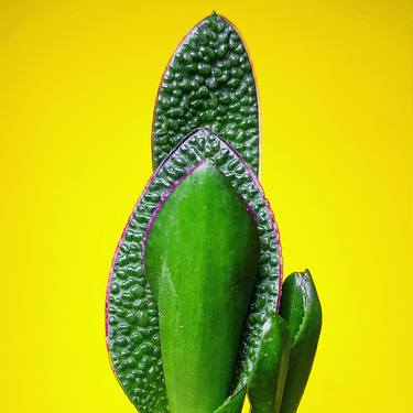 Original Contemporary Botanic Photography by Leny Behar