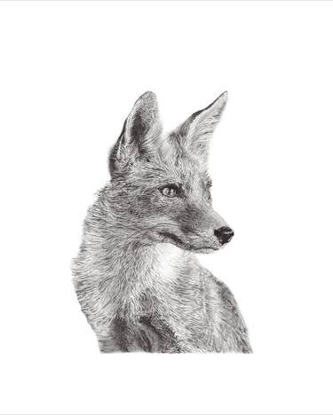Fox Portrait thumb