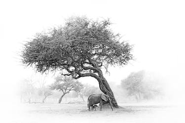 Print of Documentary Animal Photography by Ondrej Prosicky