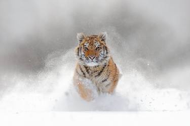 Snow Tiger - Limited Edition of 10 thumb