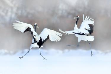 Crane Winter Dance - Limited Edition of 10 thumb