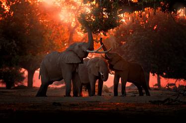 Elephants in Red Sunset - Limited Edition of 10 thumb
